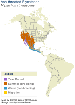 Ash-throated Flycatcher Range Map